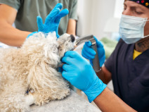 2a8831bbaa15dffdebf0204e8770d0b9