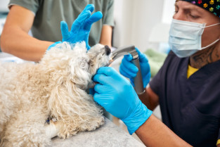 2a8831bbaa15dffdebf0204e8770d0b9