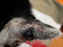 4c61c7d0d8e548e6a39e617d79be9ada