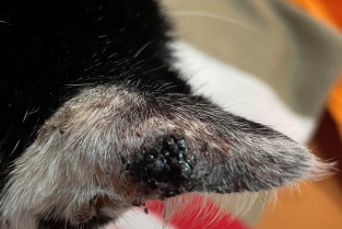 4c61c7d0d8e548e6a39e617d79be9ada