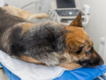 9fff9a4a9ba59eaa2b0fbe1f3de8f5ec