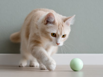 f62435cd5862ceeff22a9937c38da97c