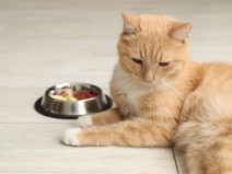 3229a615a48eedf118f9babc5d5d1e42