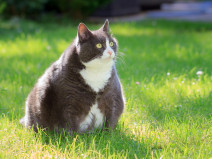 61cce1db3562c2185452a68da60b0ee5