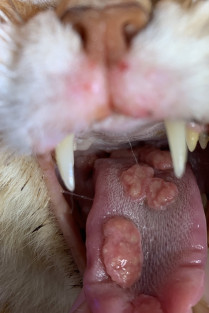 23898dc65d915a41abe631c7c733e367