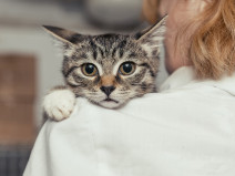 d31b9ac931758194f3fd299a911a00a7