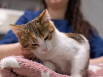 253120f286cb08f6e2da39e2a084de47