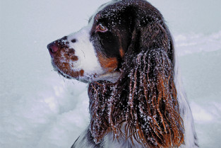 e7956eb2c9cf3ab834e44539bf182747