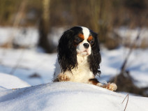 7408ebc0704fe3445ac6be33fe2fad3c