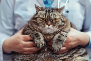 596e15a05979f376a50a09d26fa23cc5